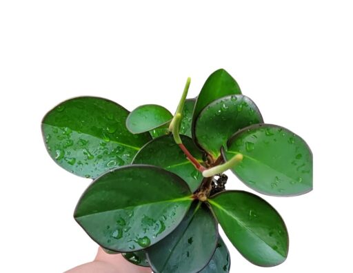 Peperomia culsiifolia Green