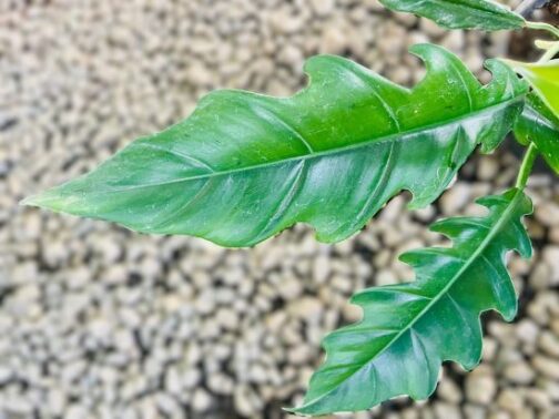 Buy Philodendron Jungle Boogie Plant with serrated green leaves and air purifying qualities.