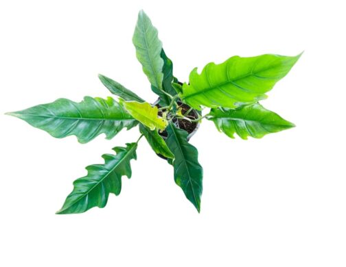 Buy Philodendron Jungle Boogie Plant with serrated green leaves and air purifying qualities.