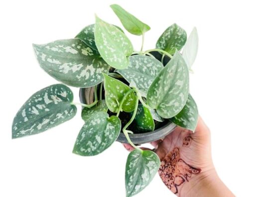 Satin Pothos