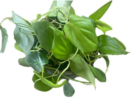 Combo of 3 Pothos Plants