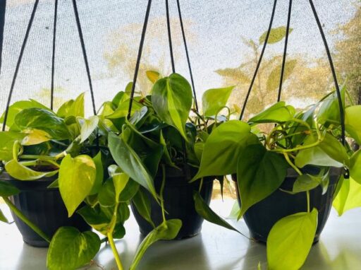 Combo of 3 Pothos Plants