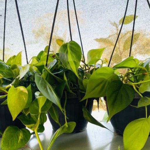Combo of 3 Pothos Plants