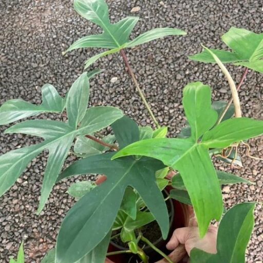 Philodendron Florida Green