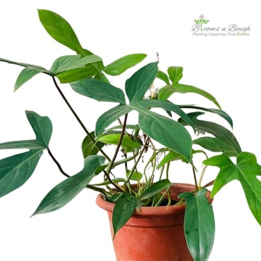 Philodendron Florida Green