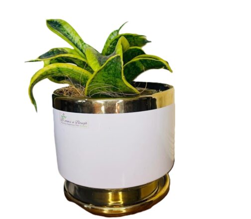 Golden Charm Terracotta Pot with Dwarf Snake Plant – 6 Inch | Stylish Air-Purifying Indoor Plant