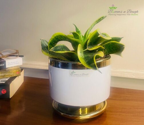 Shop the Dwarf Snake Plant in a Golden Charm Terracotta Pot – 6-inch air-purifying plant ideal for homes, desks, and eco-friendly gifting.