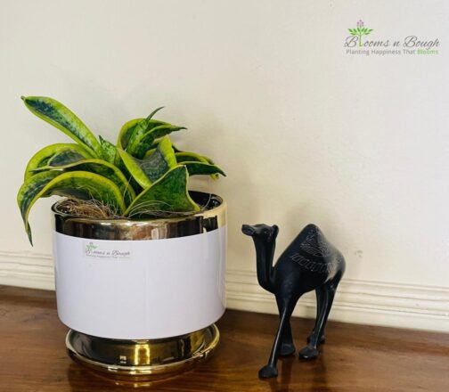Shop the Dwarf Snake Plant in a Golden Charm Terracotta Pot – 6-inch air-purifying plant ideal for homes, desks, and eco-friendly gifting.