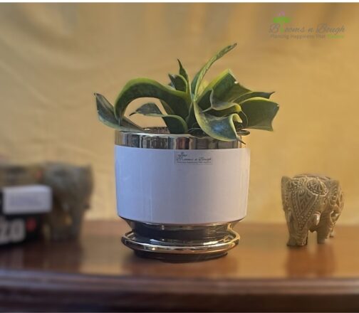 Shop the Dwarf Snake Plant in a Golden Charm Terracotta Pot – 6-inch air-purifying plant ideal for homes, desks, and eco-friendly gifting.
