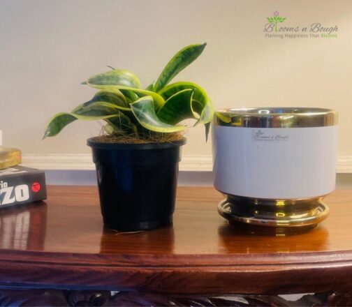 Shop the Dwarf Snake Plant in a Golden Charm Terracotta Pot – 6-inch air-purifying plant ideal for homes, desks, and eco-friendly gifting.
