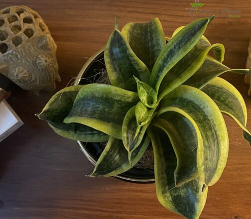 Shop the Dwarf Snake Plant in a Golden Charm Terracotta Pot – 6-inch air-purifying plant ideal for homes, desks, and eco-friendly gifting.