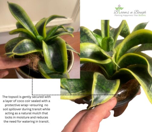 Shop the Dwarf Snake Plant in a Golden Charm Terracotta Pot – 6-inch air-purifying plant ideal for homes, desks, and eco-friendly gifting.