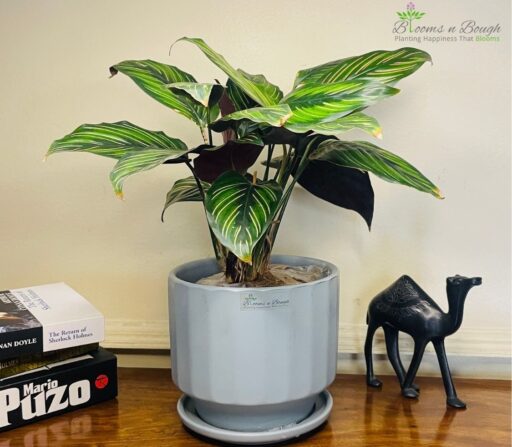 Grey Ribbed 6-inch Terracotta Pot with Calathea Ornata – Stylish Tropical Houseplant Gift