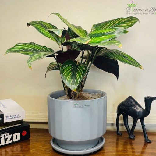 Grey Ribbed 6-inch Terracotta Pot with Calathea Ornata – Stylish Tropical Houseplant Gift