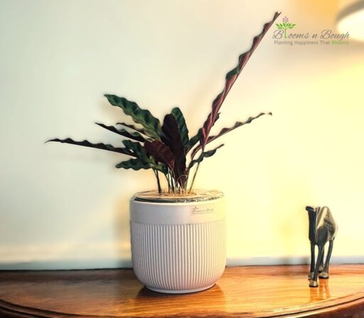 Pink Ribbed Terracotta Pot with Calathea Rattlesnake Plant – For Stylish Plant Decor
