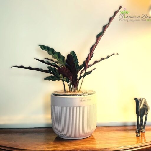 Pink Ribbed Terracotta Pot with Calathea Rattlesnake Plant – For Stylish Plant Decor
