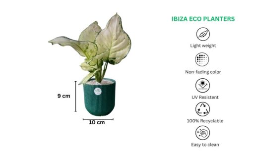 Set Of 4 Colorful Indoor Plants In Ibiza Eco Pots