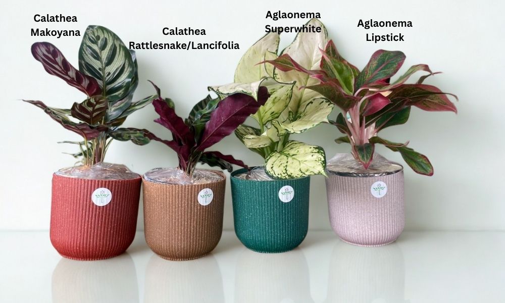 Set of 4 indoor plants in colorful Ibiza eco planters – Calathea Makoyana, Rattlesnake, Aglaonema Super White & Lipstick in 4-inch recyclable pots.
