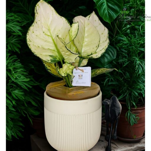 Cream Ribbed Terracotta Pot with Aglaonema Super White Plant – For Stylish Plant Decor