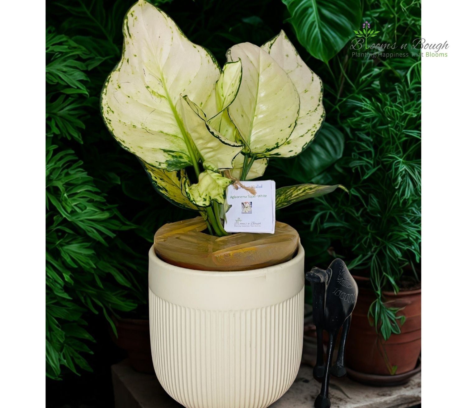 Aglaonema Super White plant in a cream ribbed terracotta pot – elegant indoor air-purifying plant ideal for home, office, or eco-friendly gifting.