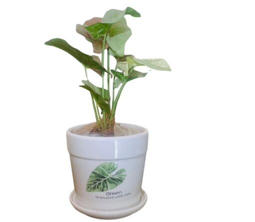 Green Leaf White Terracotta Planter With Syngonium Plant