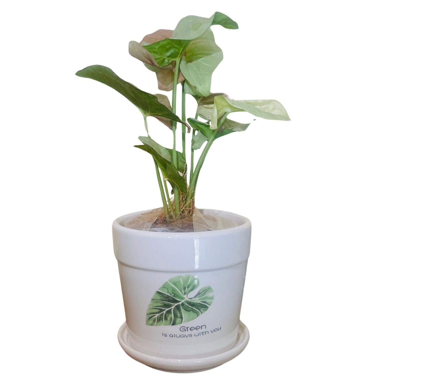 Arrowhead Syngonium in white glazed terracotta pot with attached saucer. Syngonium plant in white terracotta planter with transit-safe packaging