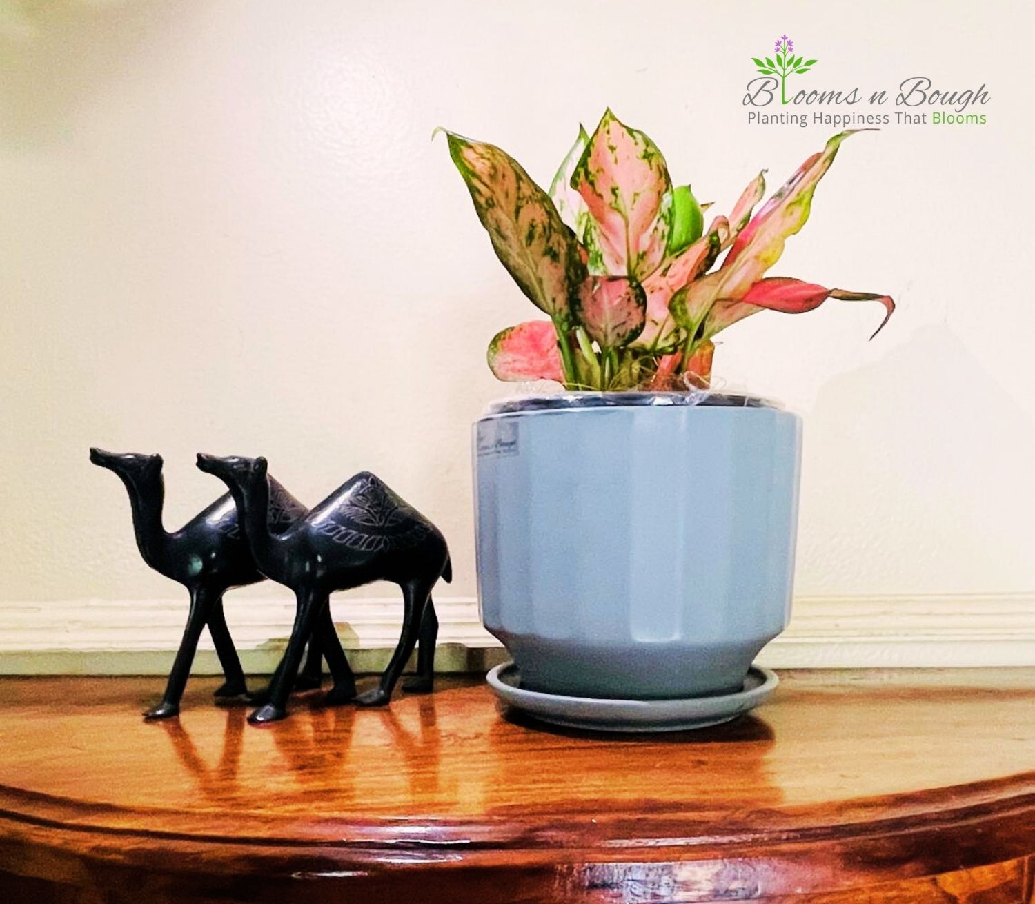 Buy Grey Ribbed 6-inch Terracotta Pot with Aglaonema Pink Beauty - a stylish and eco friendly home decor piece