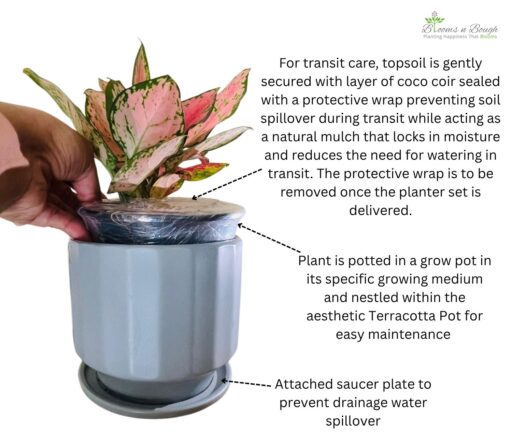 Grey Ribbed Terracotta Pot with Aglaonema Pink Beauty – Stylish Houseplant Decor