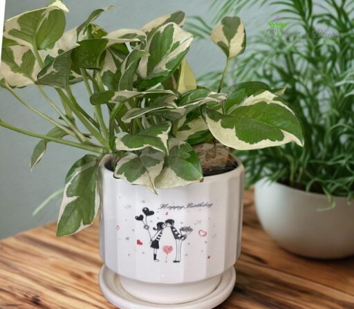 Happy Birthday Terracotta Planter with Njoy Pothos – Eco-Friendly Plant Gift
