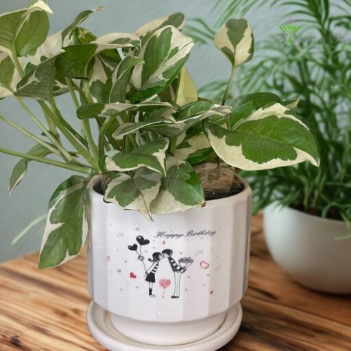 Happy Birthday Terracotta Planter with Njoy Pothos – Eco-Friendly Plant Gift