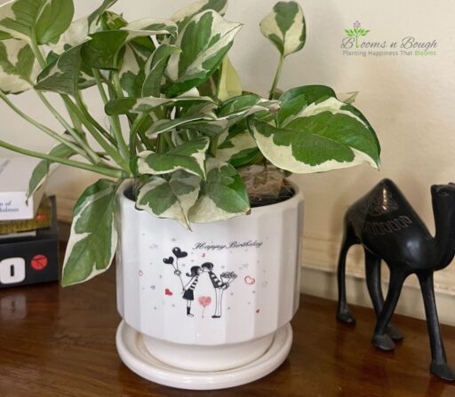 Happy Birthday Terracotta Planter with Njoy Pothos – Eco-Friendly Plant Gift