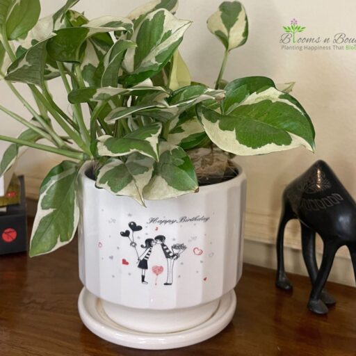 Happy Birthday Terracotta Planter with Njoy Pothos – Eco-Friendly Plant Gift
