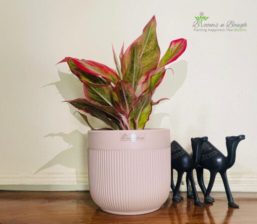 Stylish Terracotta Pot With Aglaonema Lipstick Plant