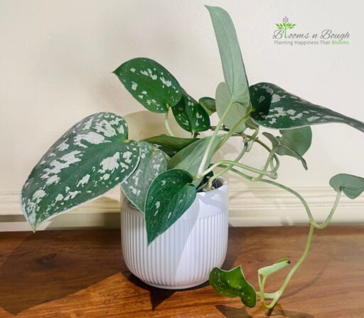 White Ribbed Terracotta Pot With Satin Pothos | With Gift Carry Bag