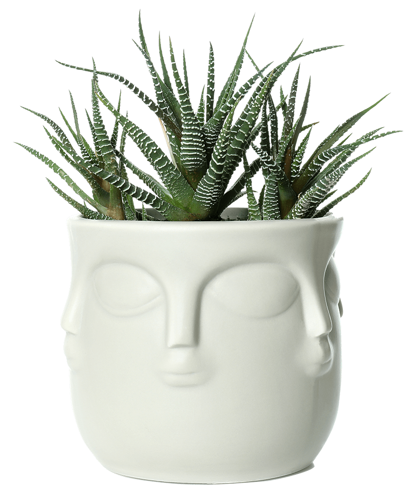 buy online plant
