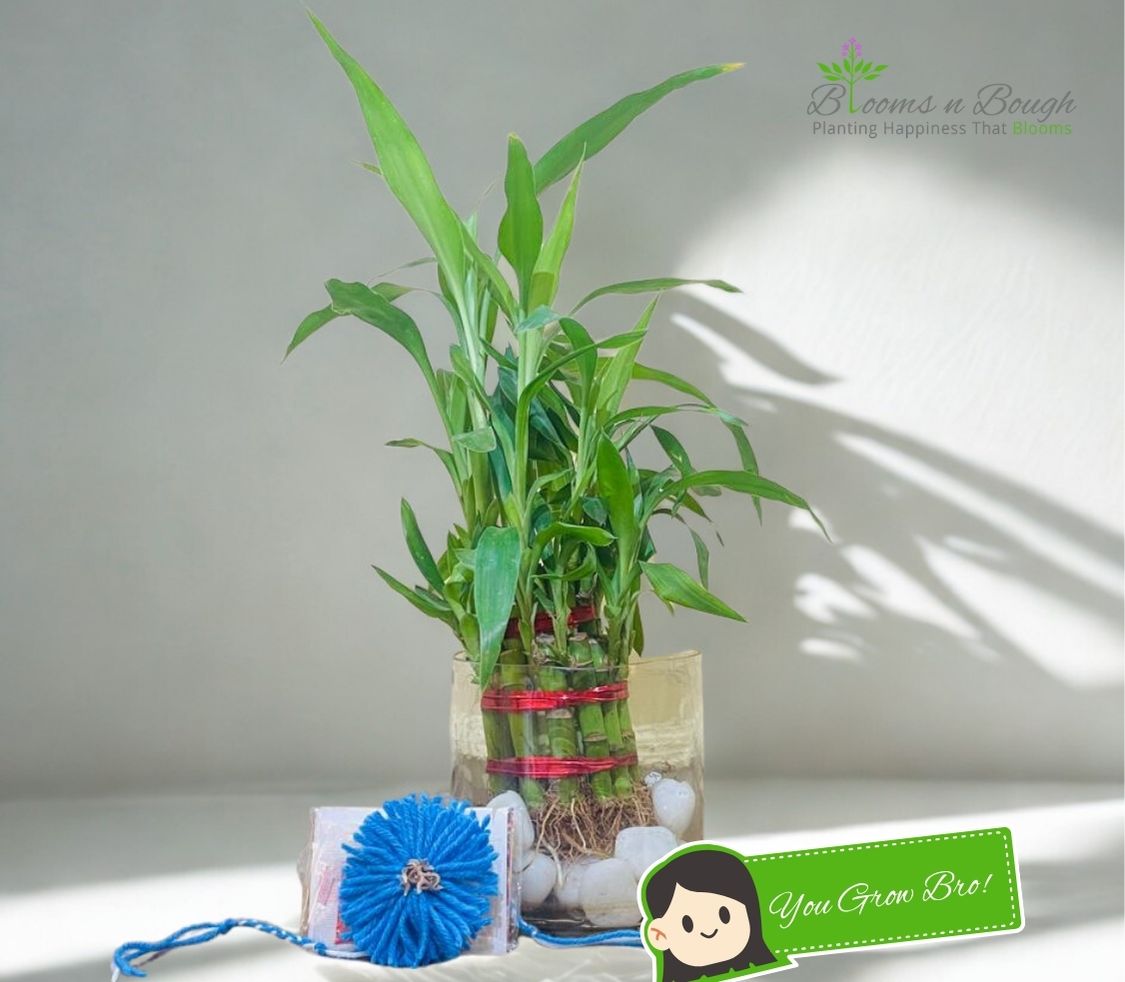 Sustainable rakhi gift set with a plant gift and seed rakhi. Includes Two-layer Lucky Bamboo in terrarium glass with plantable seed rakhi. Send this plant and rakhi combo gift set and nurture your sibling love