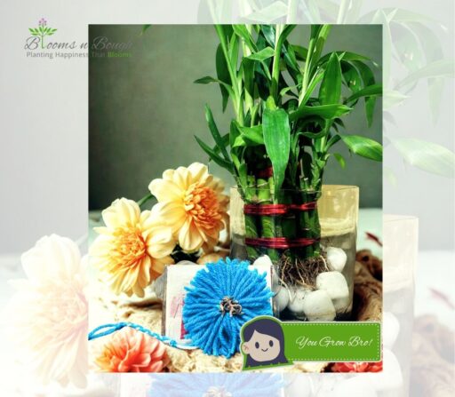 Ecofriendly Rakhi Gift Hamper