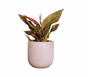 BNB Monthly Plants Subscription