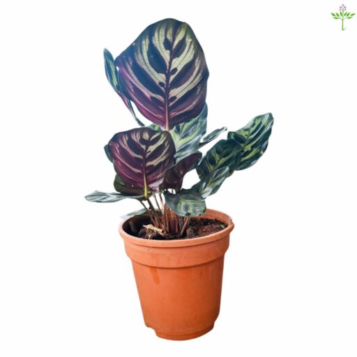 Calathea Makoyana Peacock Plant (in soil)