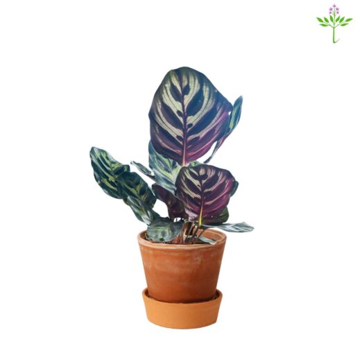 Calathea Makoyana Peacock Plant (in soil)