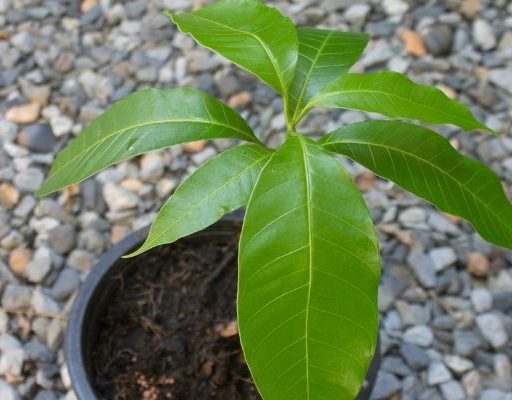 Young-mango-sapling